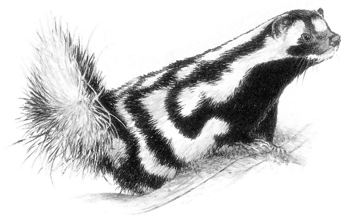 Western Spotted Skunk Drawing